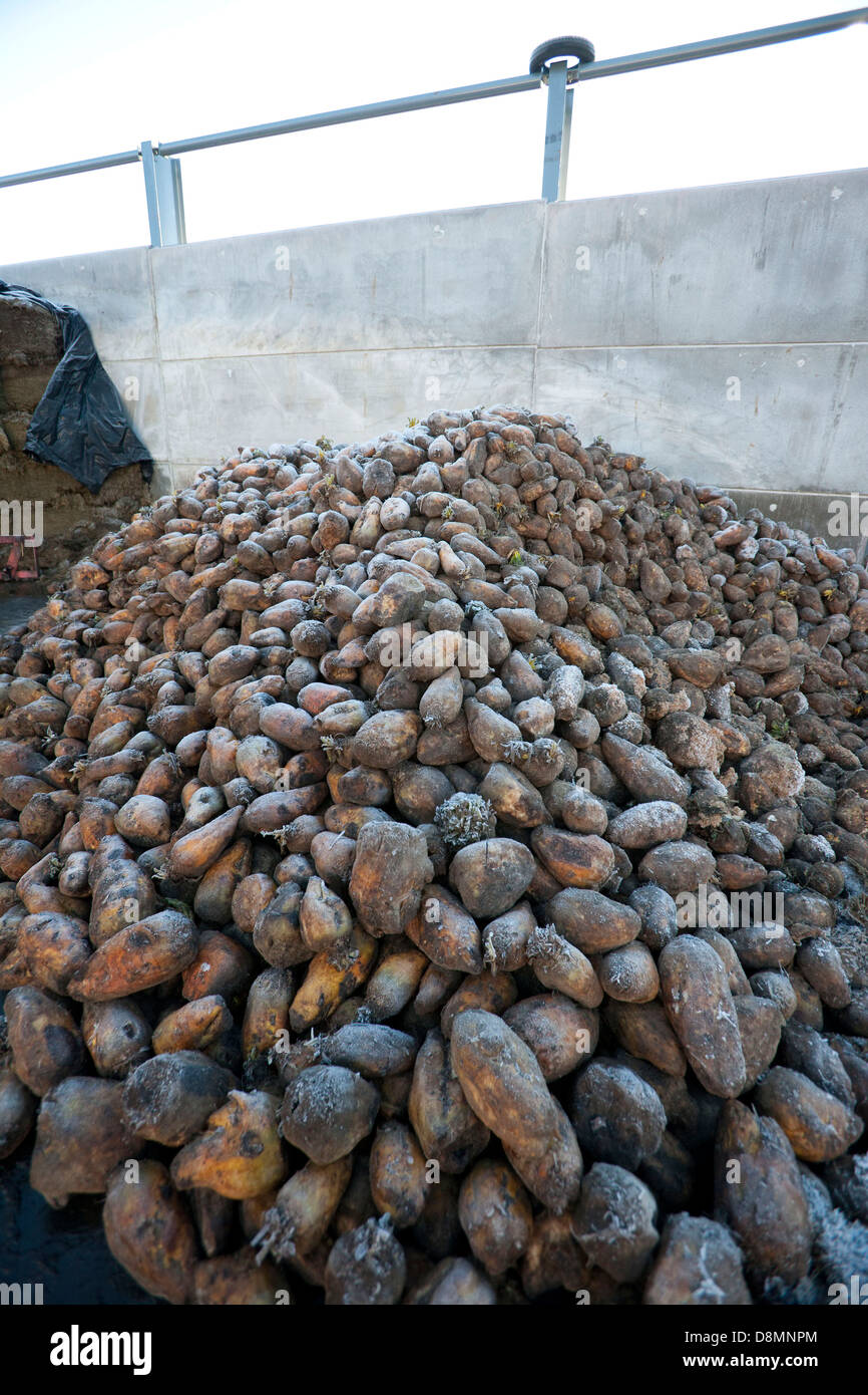 A heap of fodder beet for feeding to livstock such as dairy cows and