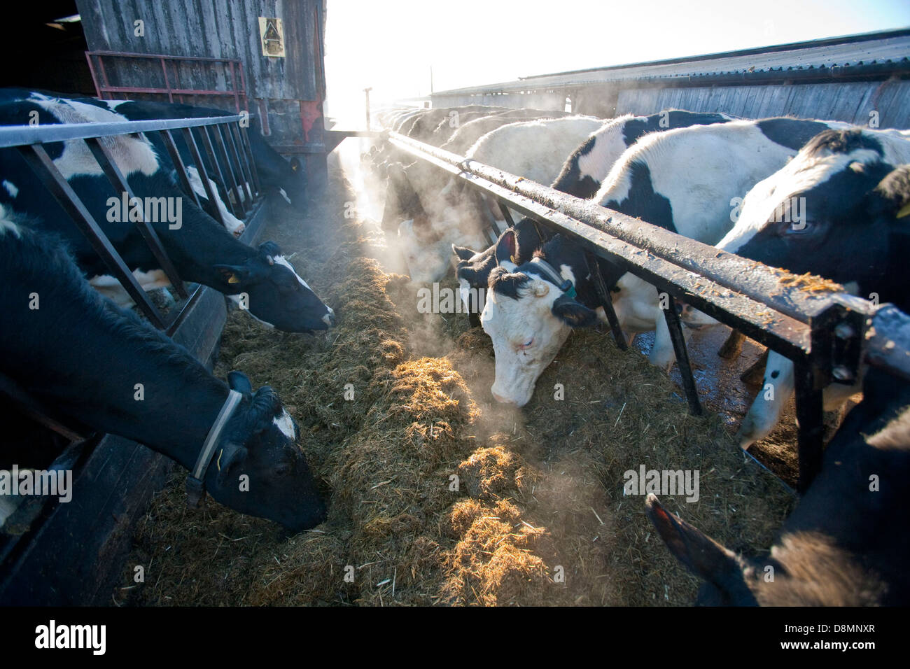 Dairy cows eating forage in winter Stock Photo Alamy