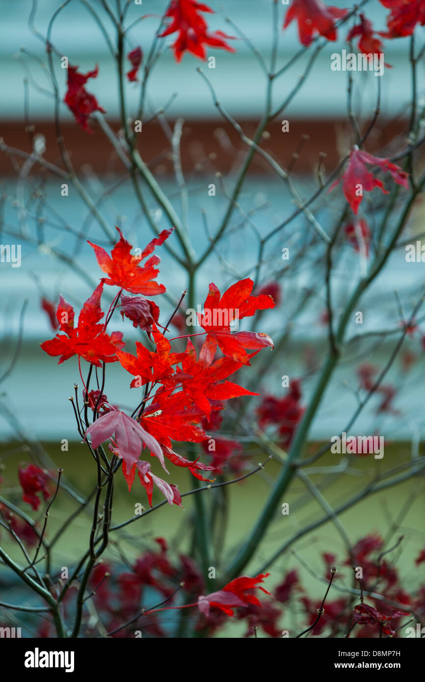 Leaves before winter Stock Photo Alamy