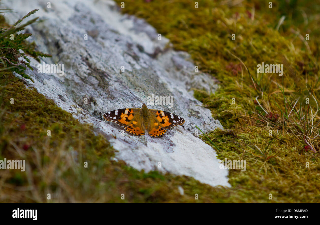 Monarch butterfly contrasted by moss and rock. Stock Photo