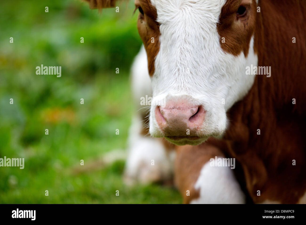 Cows on Mountain Pasture Stock Photo - Alamy