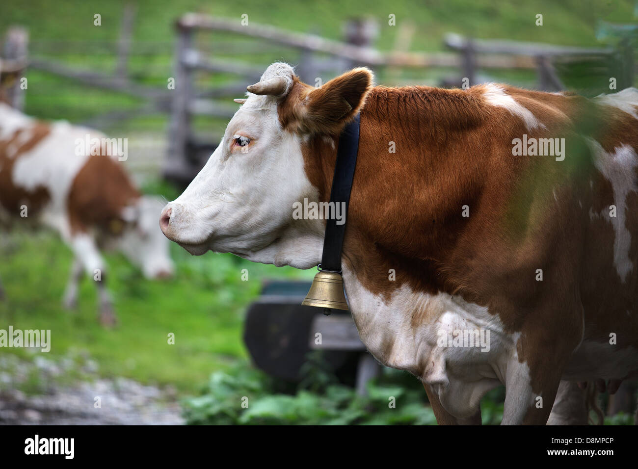 Cows on Mountain Pasture Stock Photo - Alamy