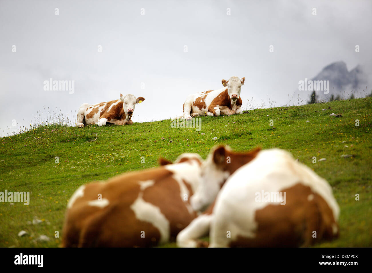 Cows on Mountain Pasture Stock Photo - Alamy