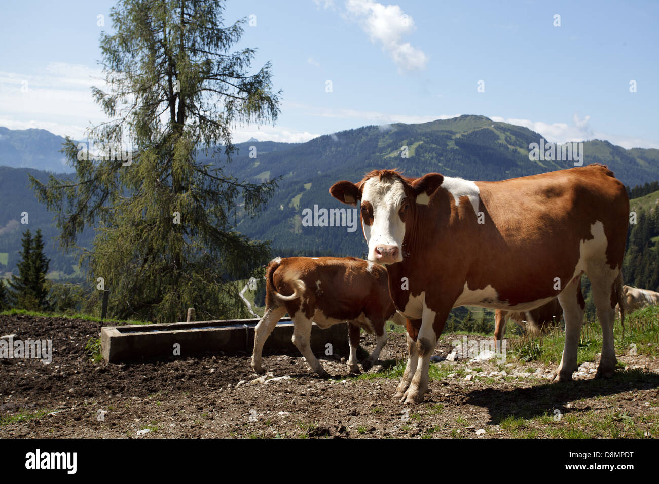 Cows on Mountain Pasture Stock Photo - Alamy
