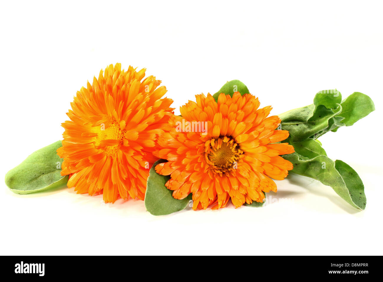 Marigold hi-res stock photography and images - Alamy