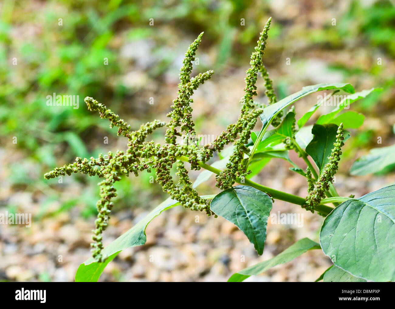 Green amaranth bud Stock Photo