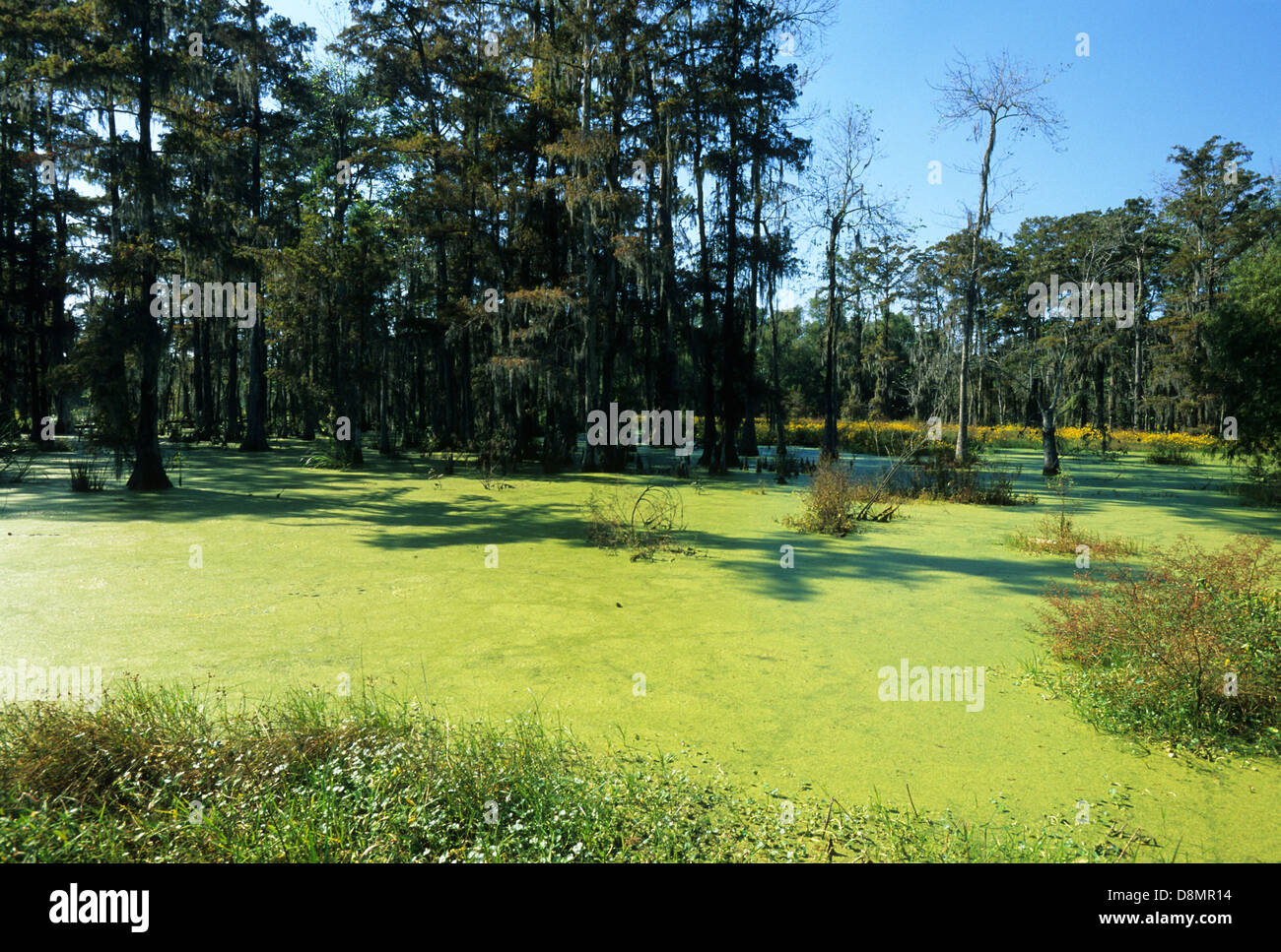 Elk283-4611 Louisiana, Cajun Country, Big Bayou Black, bald cypress swamp Stock Photo