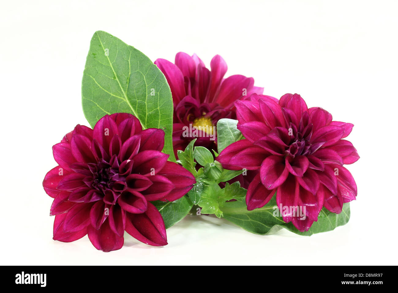 Dahlia dahlietta hi-res stock photography and images - Alamy