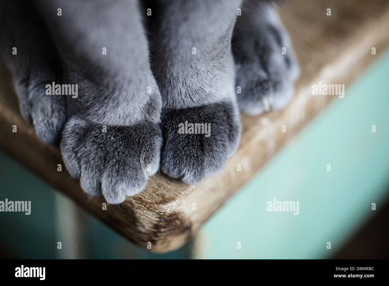 Pussyfooted hi-res stock photography and images - Alamy