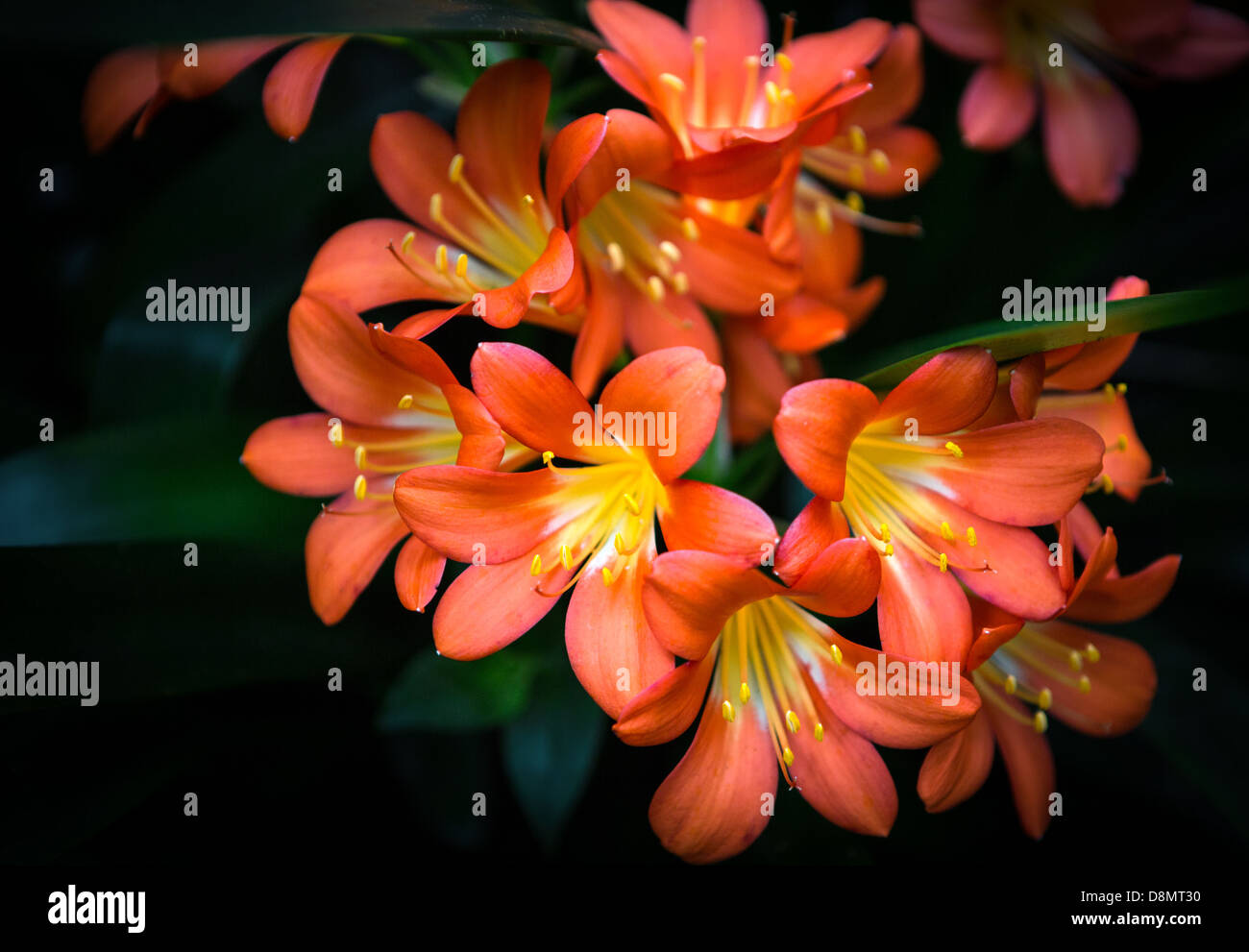 Beautiful tropical orange flowers from the island of Hawaii Stock Photo