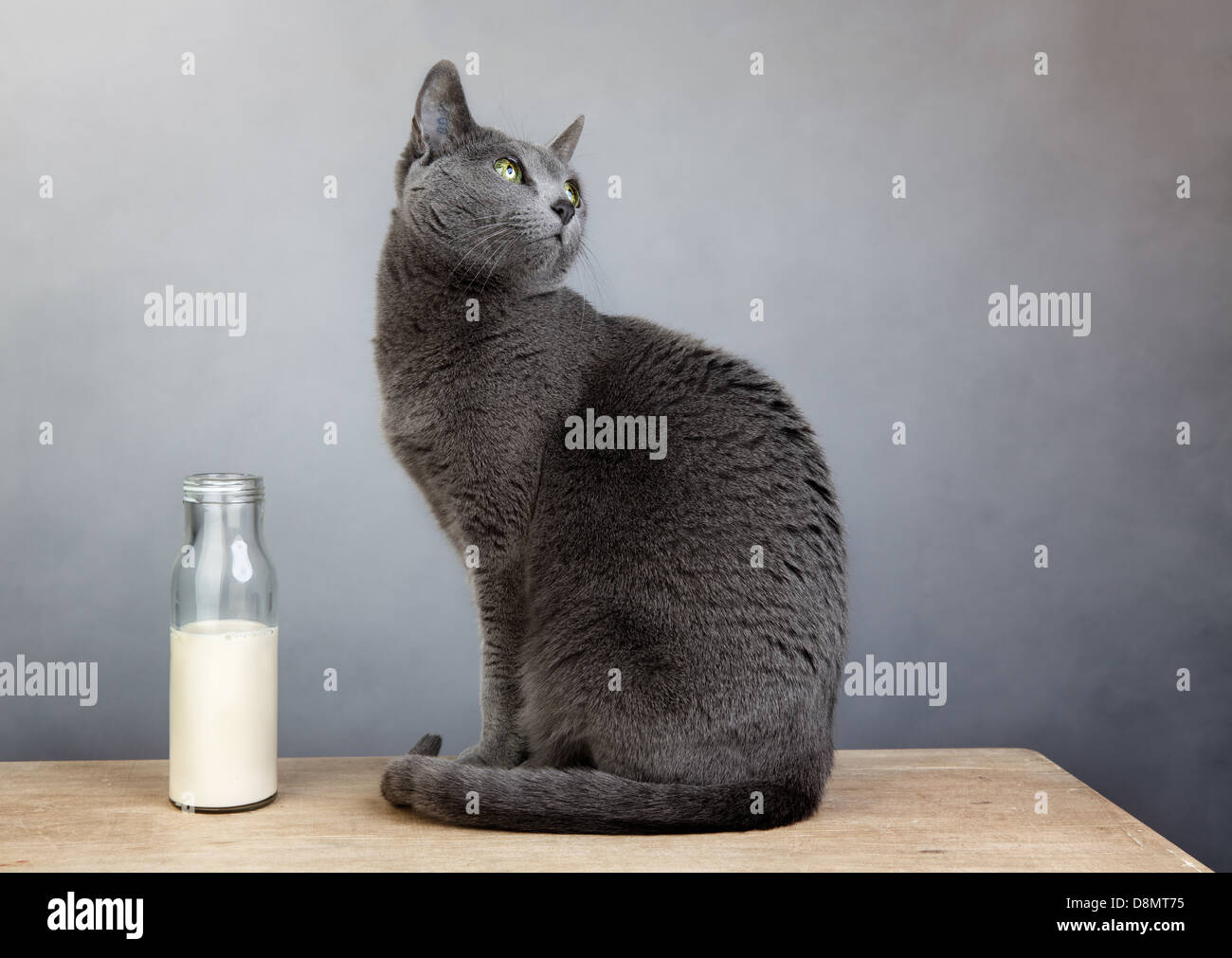Cat and Milk Stock Photo