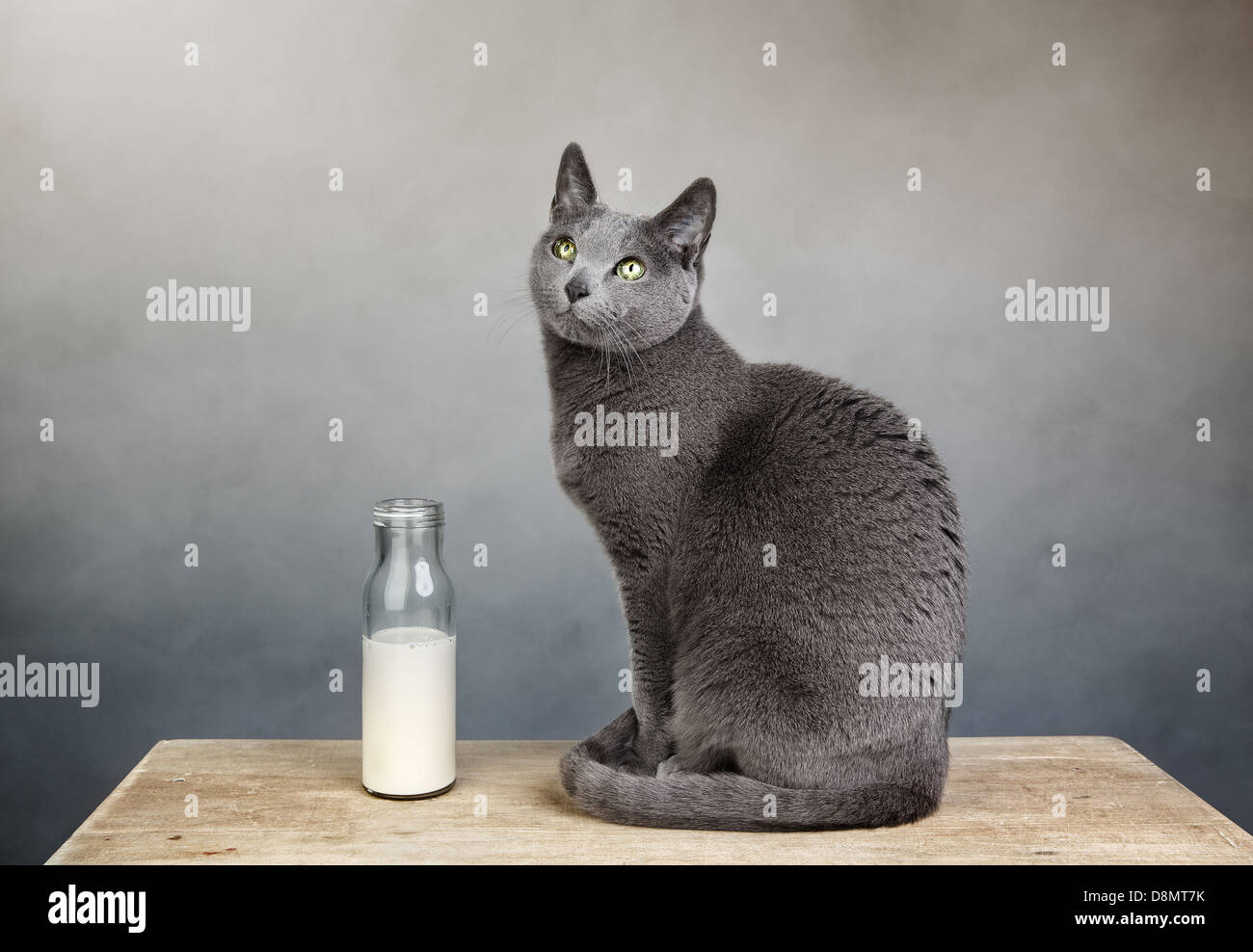 Cat and Milk Stock Photo