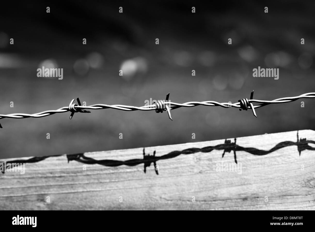 Barbed wire. Black and white. Stock Photo