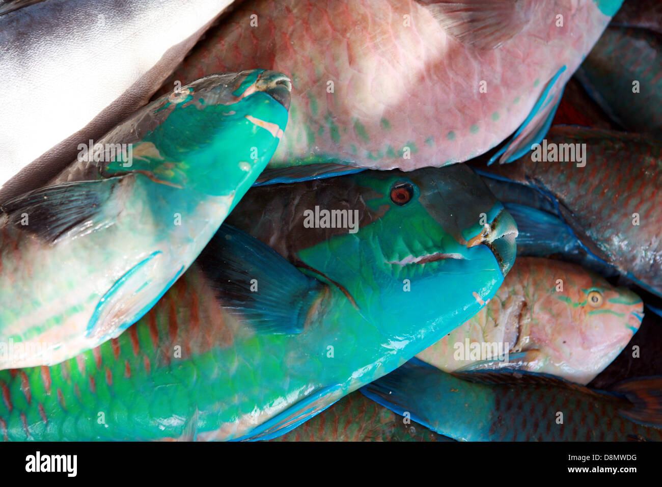 parrotfishes on the fish market Stock Photo