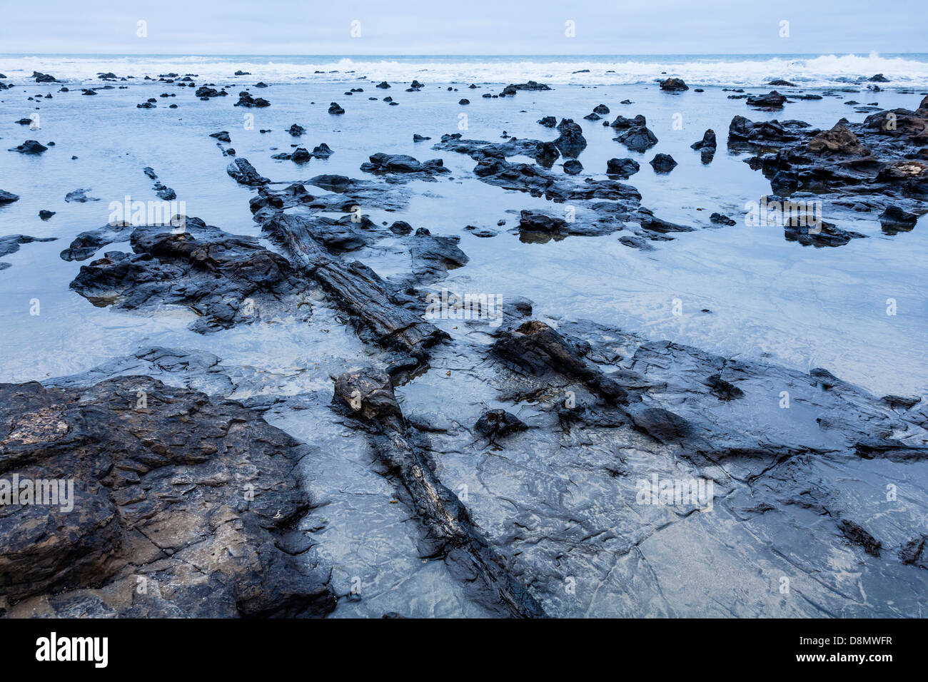 Petrified forest, Curio Bay, Waikawa, Otago, New Zealand. Stock Photo