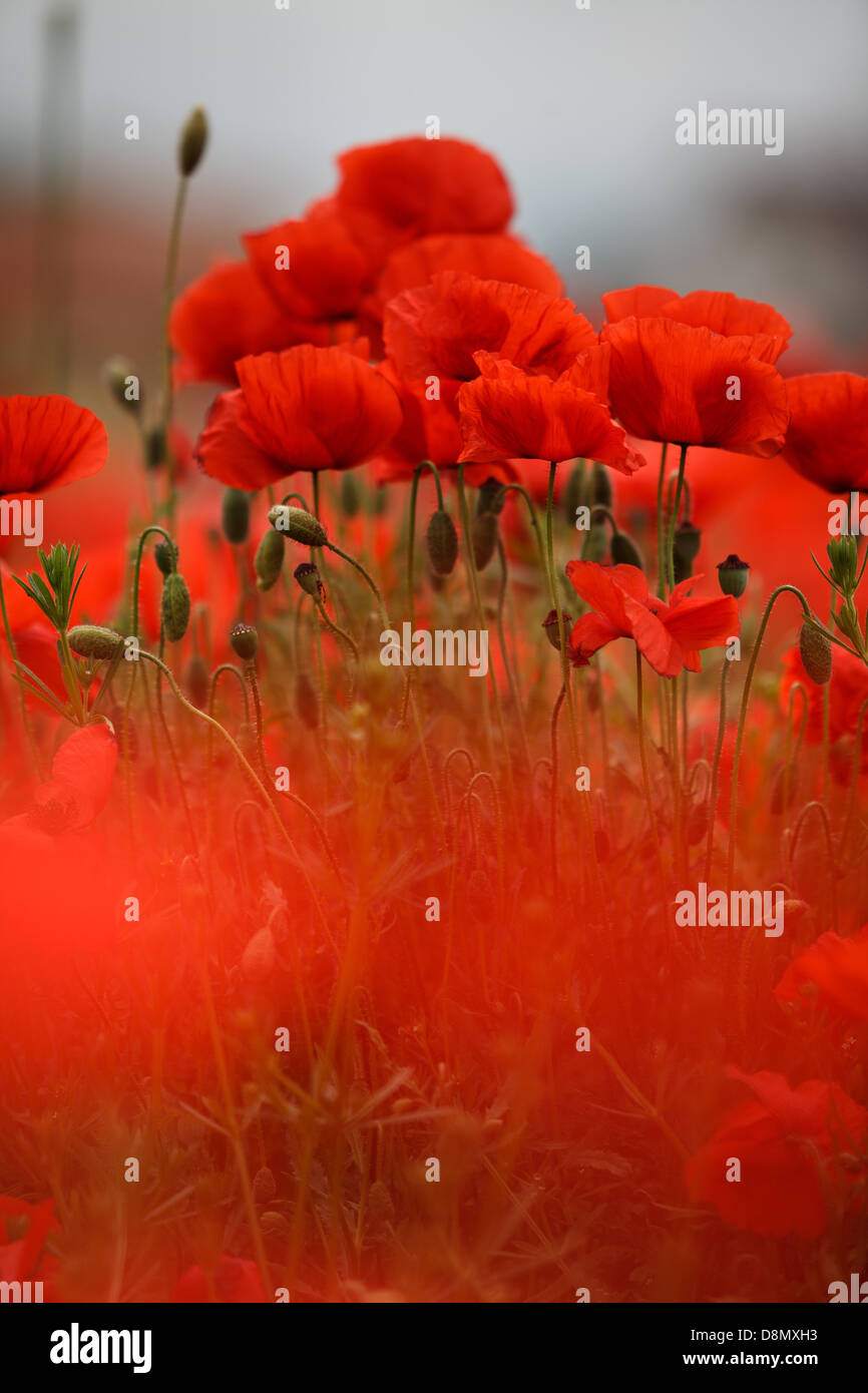 Red Poppy Flowers Stock Photo Alamy