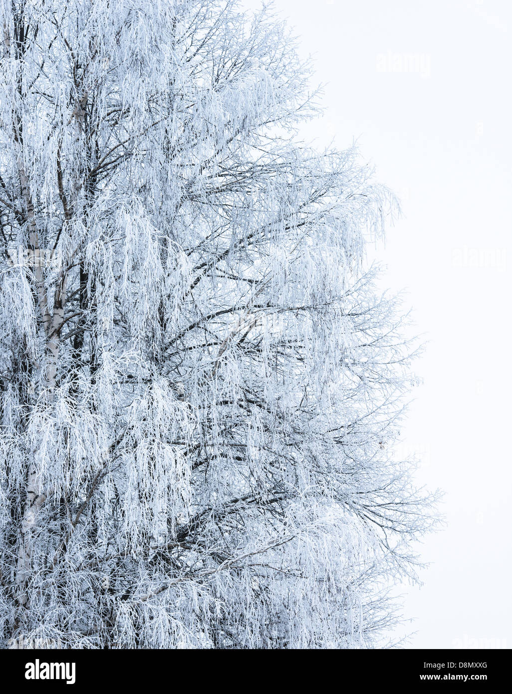 winter landscape forest Stock Photo - Alamy