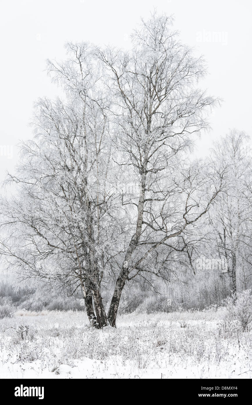 winter landscape forest Stock Photo
