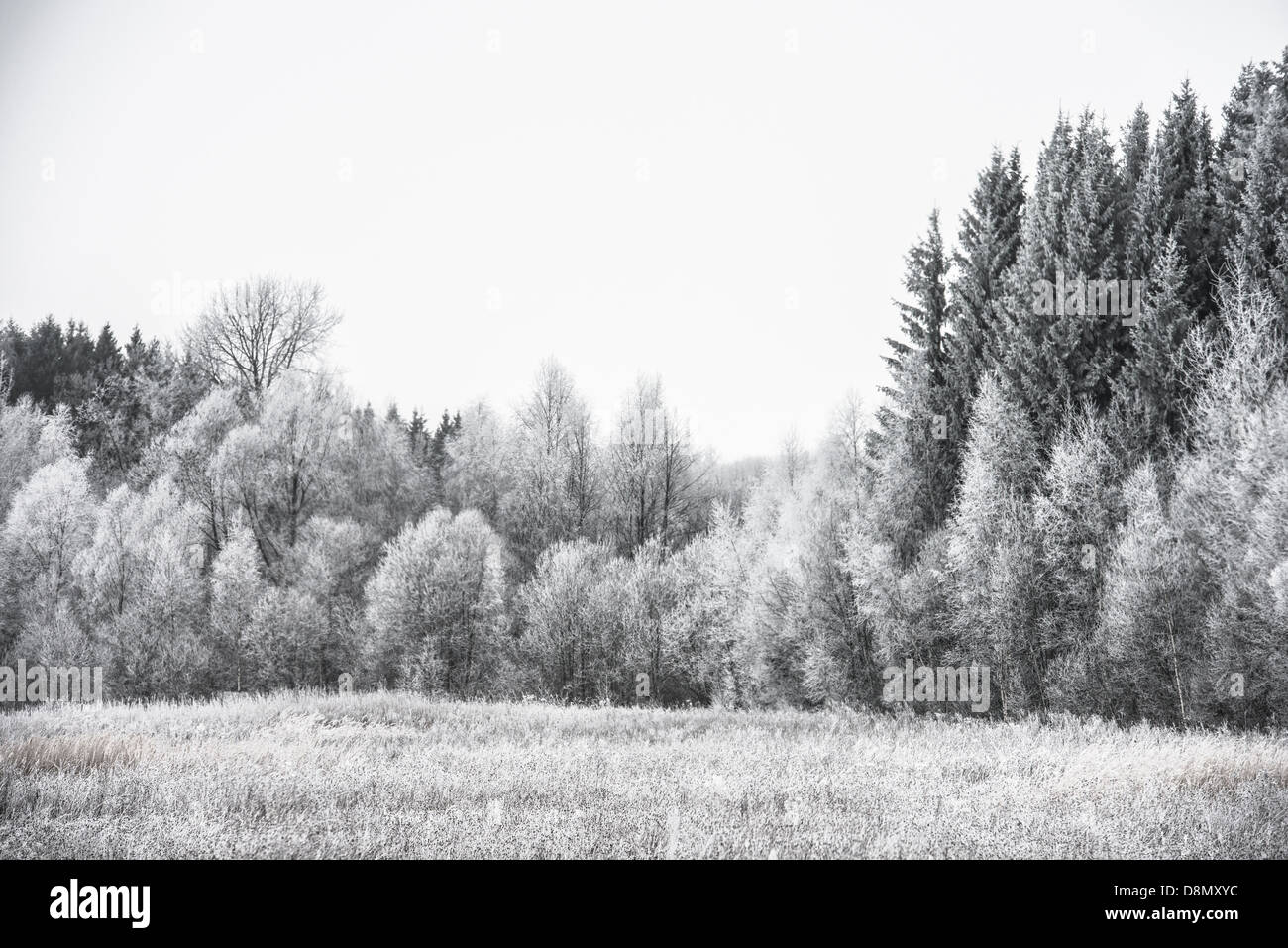 winter landscape forest Stock Photo
