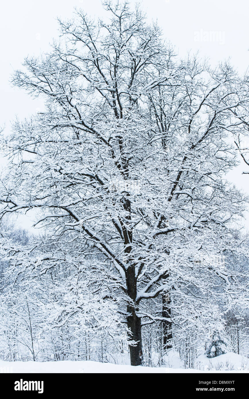 winter landscape forest Stock Photo - Alamy