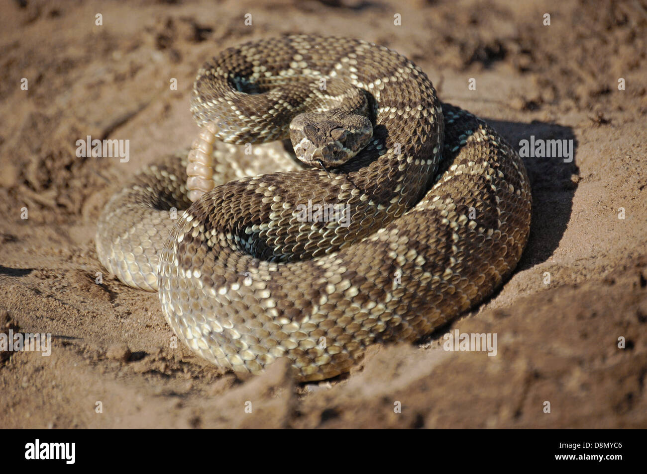 Mojave Green rattlesnake poised to strike. Stock Photo