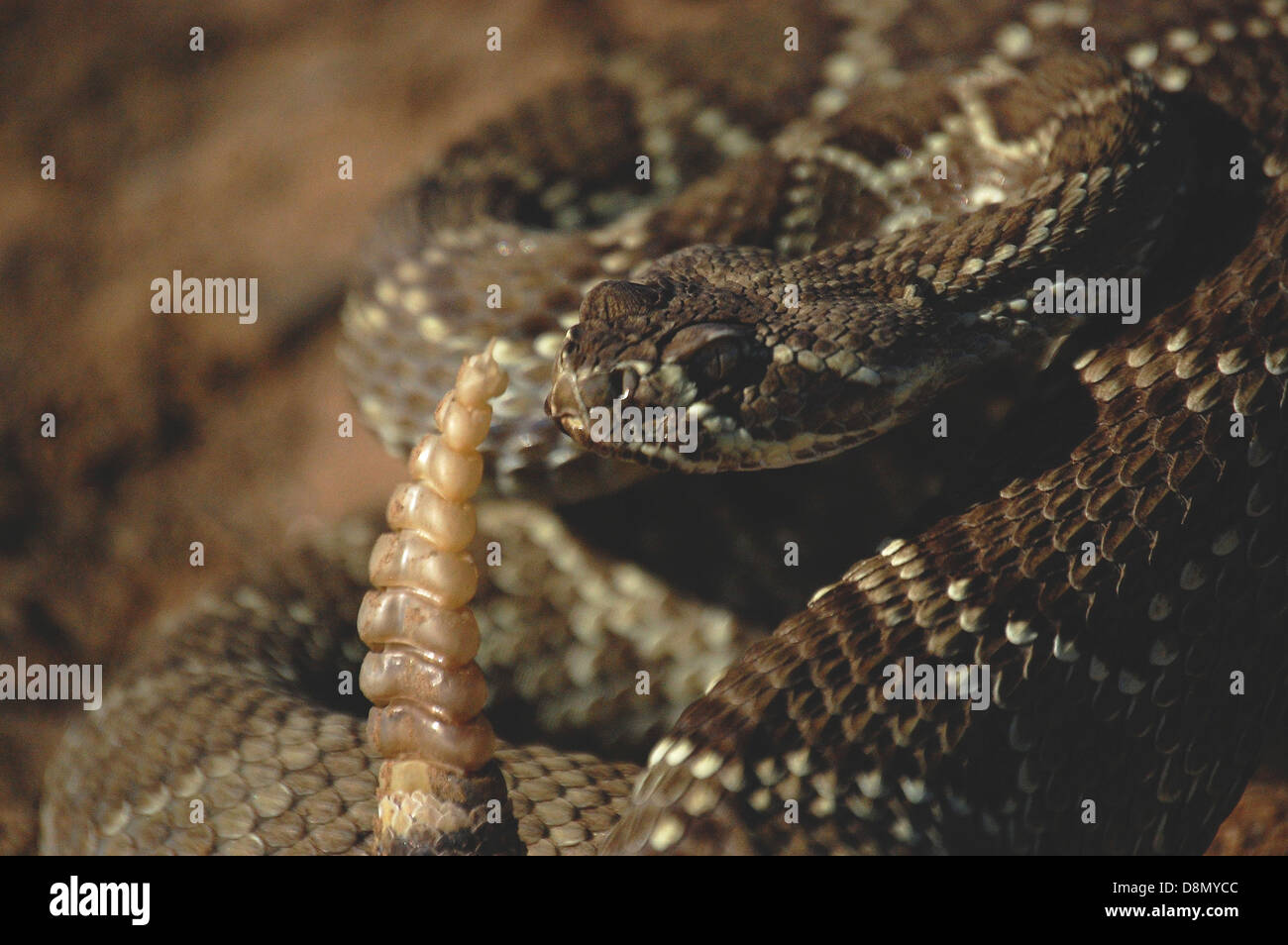 Close-up of an angry Mojave green rattlesnake. Stock Photo