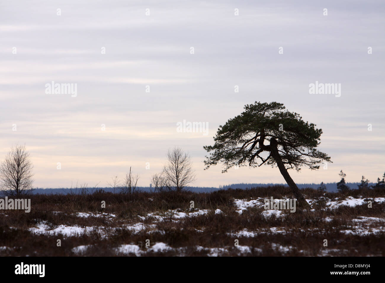 lonely tree Stock Photo