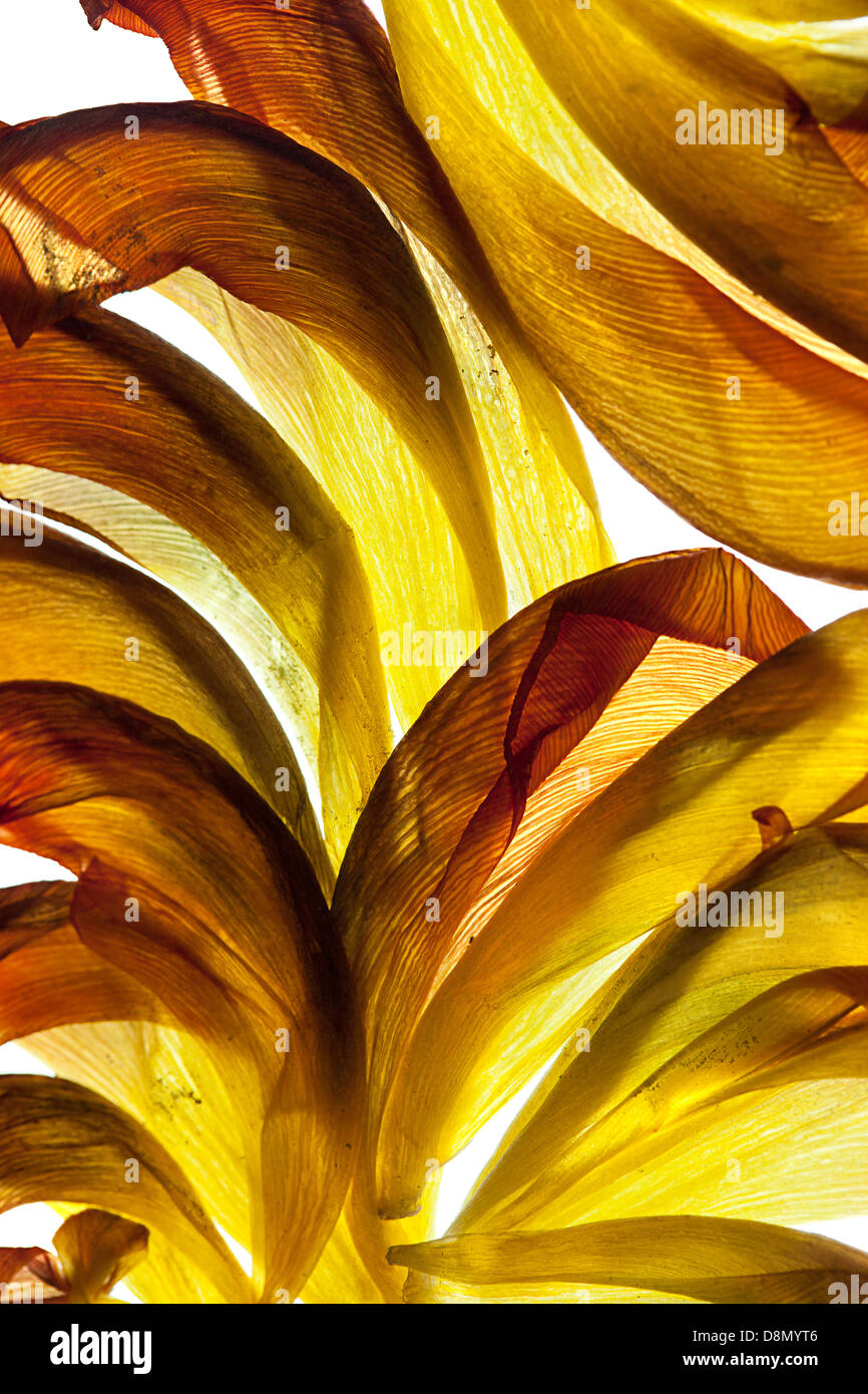 Tulip leaves on white with backlight Stock Photo