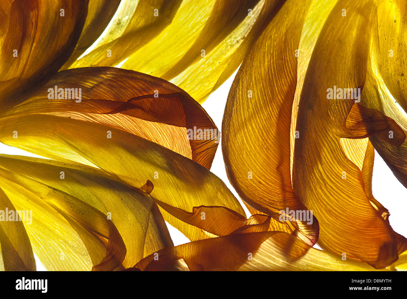 Tulip leaves on white with backlight Stock Photo