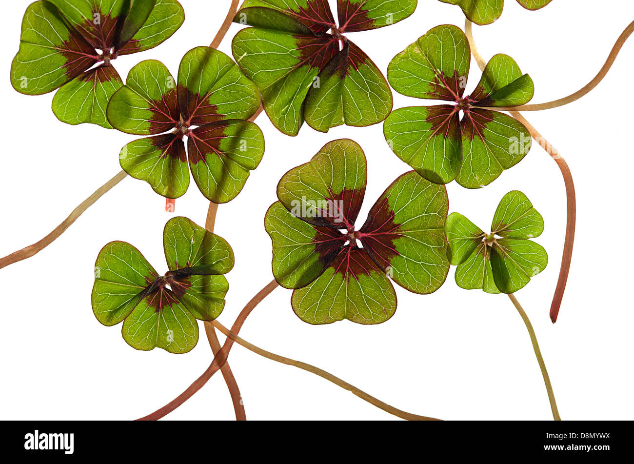 Four leaf clover and flower hi-res stock photography and images - Alamy