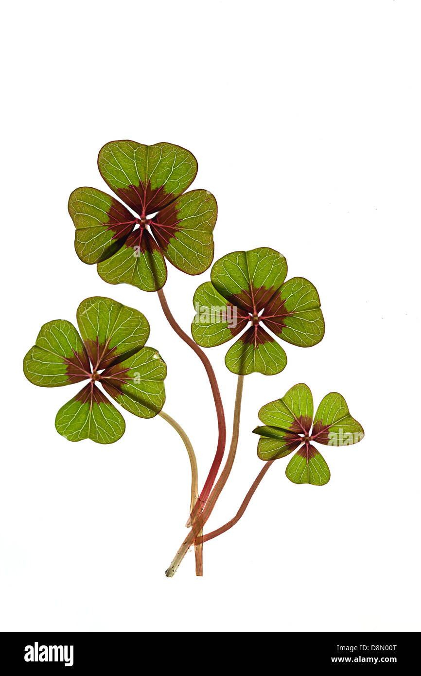 Green four leaved clover on white Stock Photo
