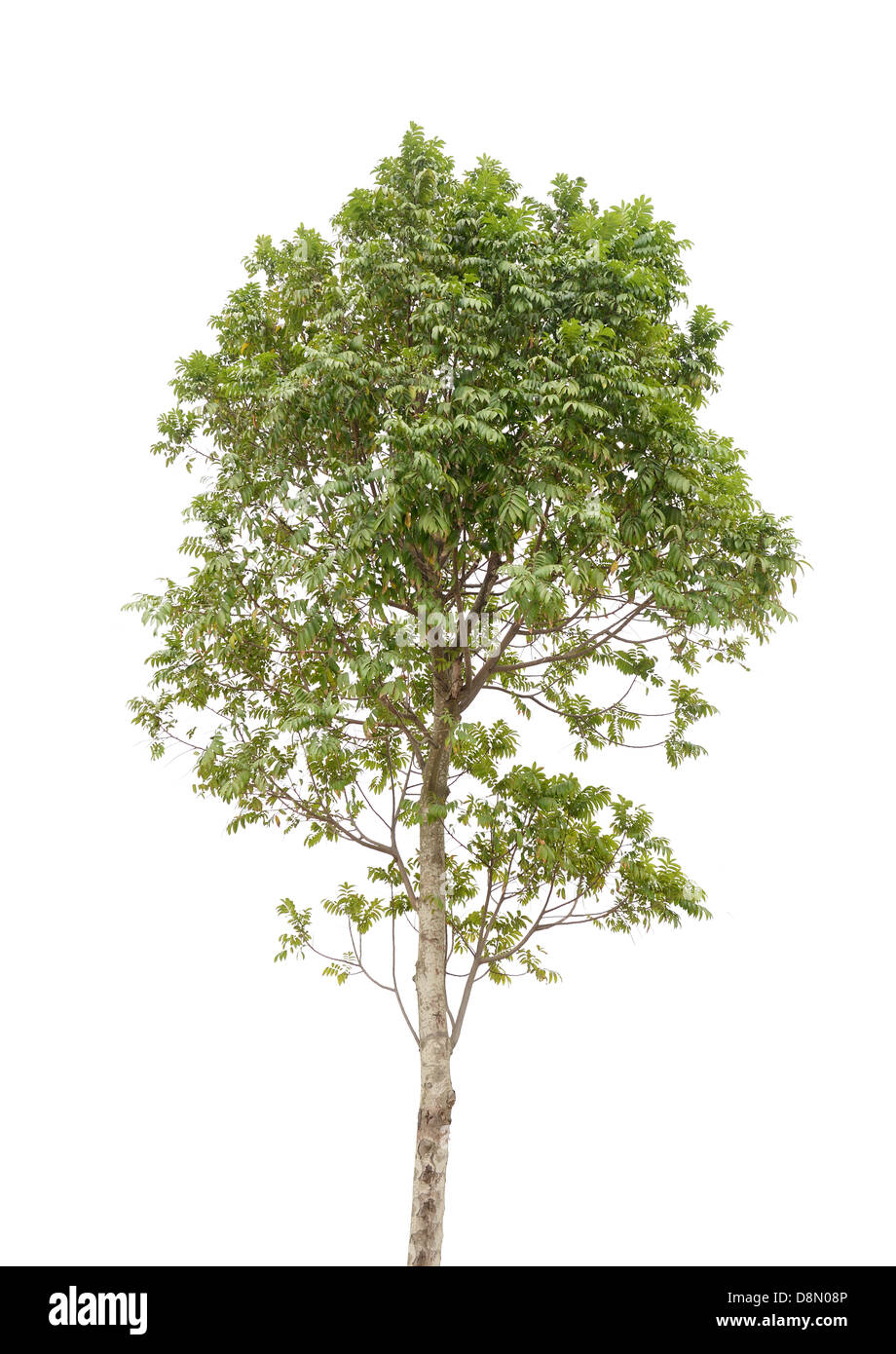 Green trees isolated on white Stock Photo Alamy