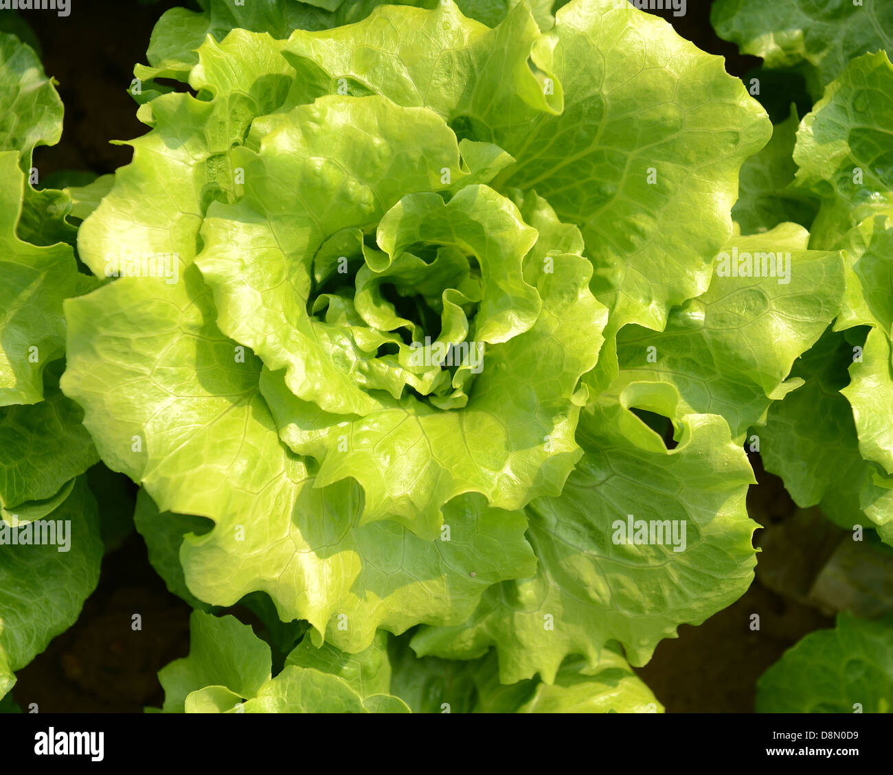 healthy lettuce growing in the soil Stock Photo Alamy