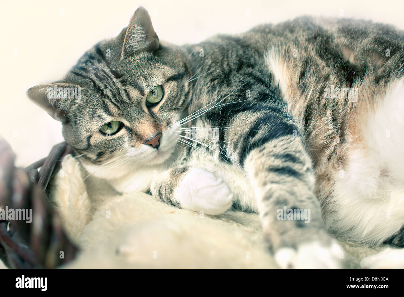 Fat Cat on Lambskin Stock Photo Alamy