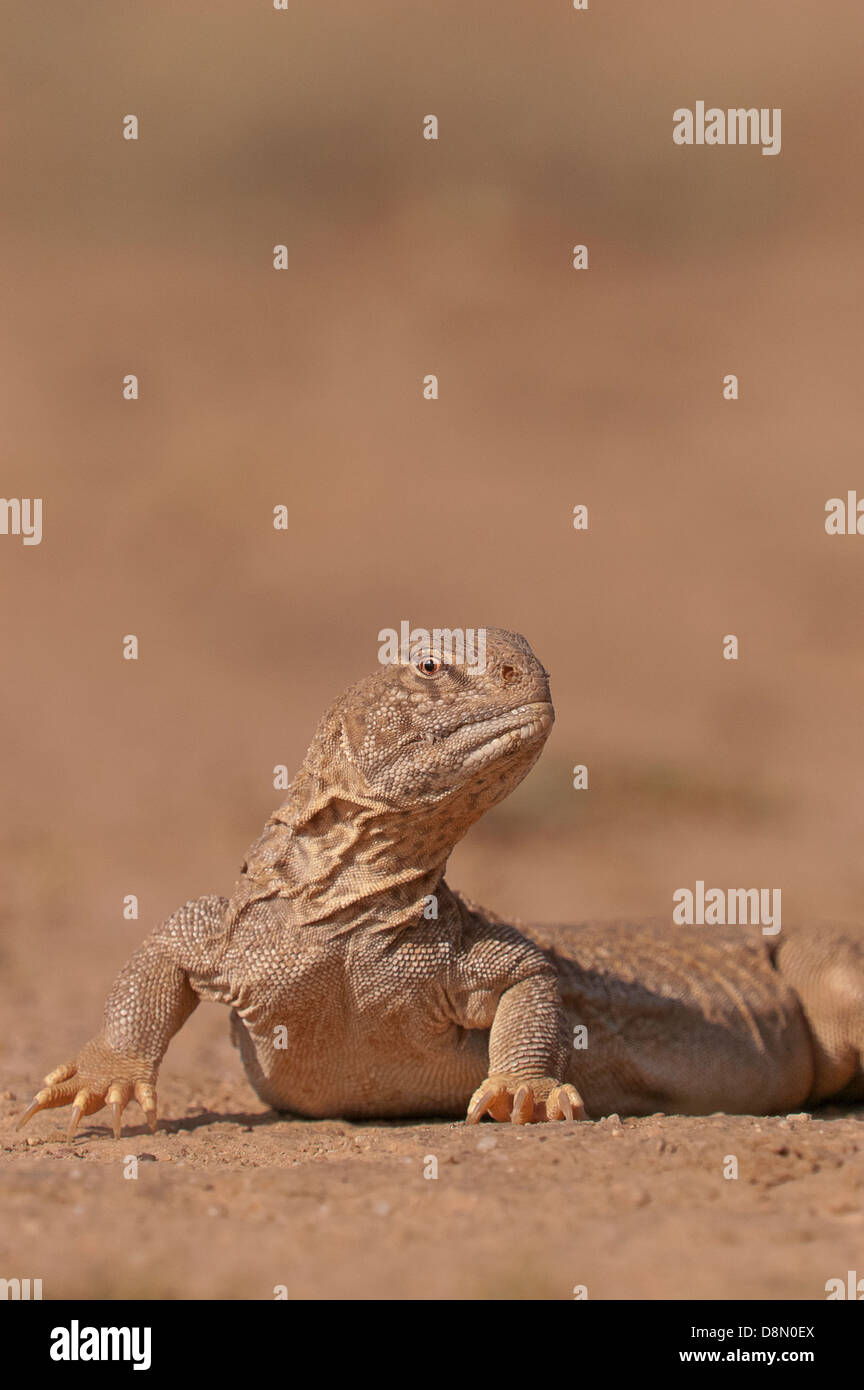 spiny tailed lizard Uromastyx hardwickii on the ground in the desert of kutch, in Gujarat, India Stock Photo