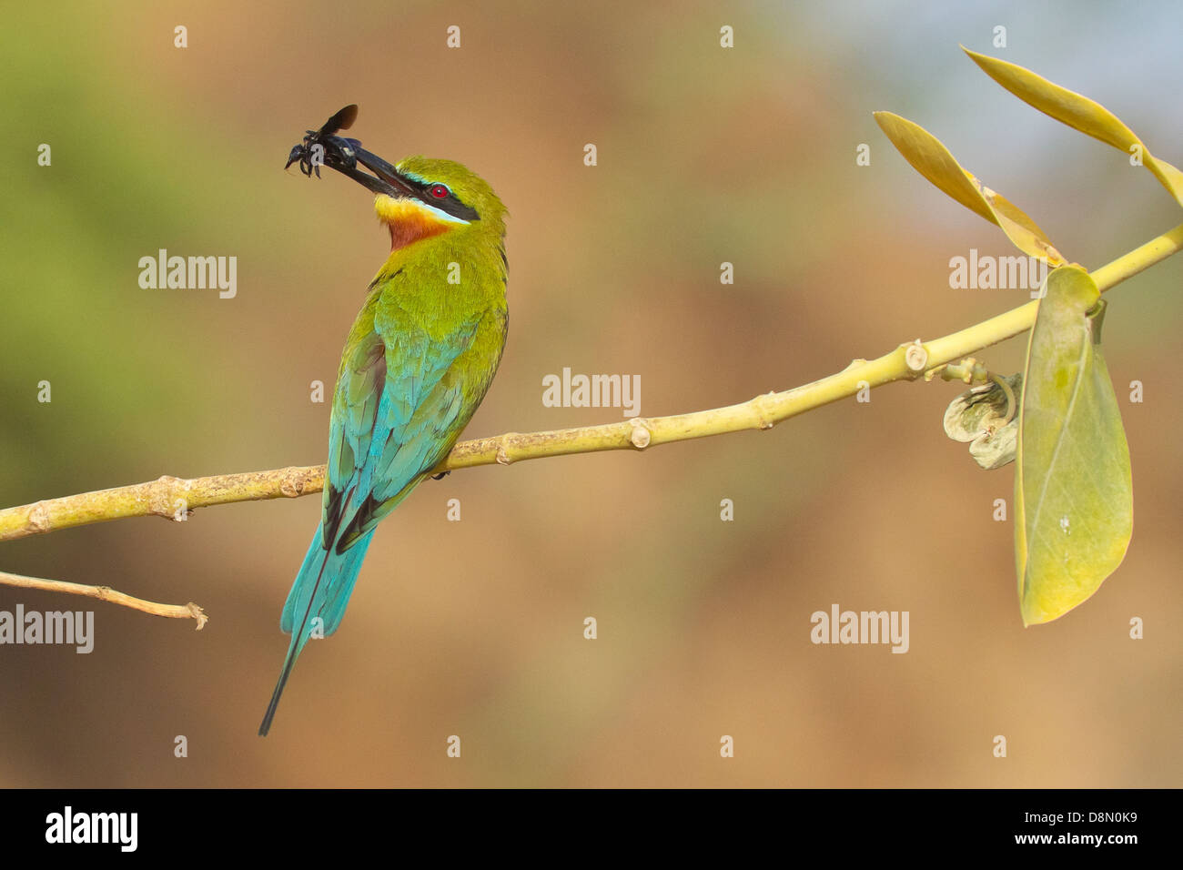Blue-tailed Bee-eaters (Merops philippinus Stock Photo - Alamy