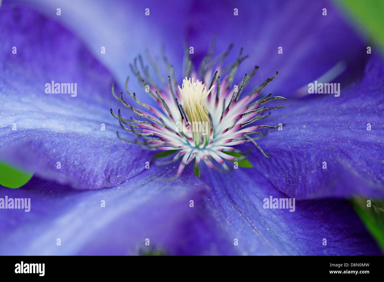 Blue Clematis Stock Photo