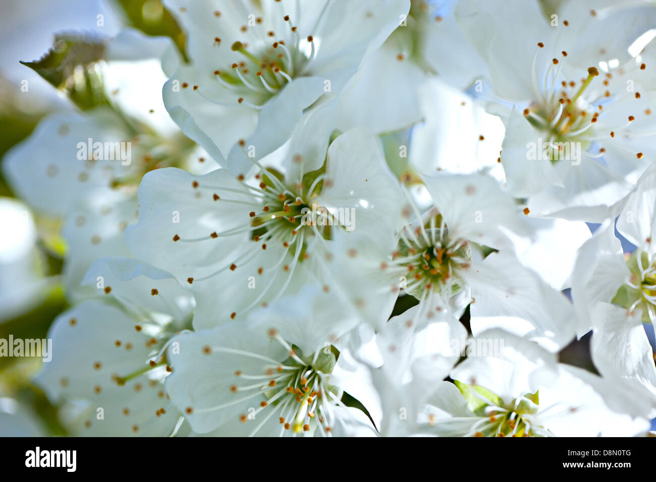 Apple Blossoms in Spring Stock Photo Alamy