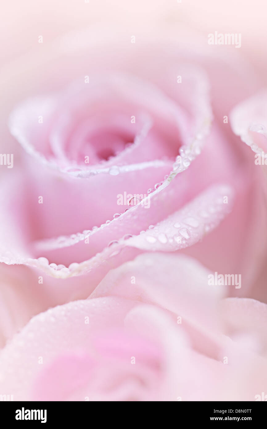Pink Roses with Dew Stock Photo - Alamy