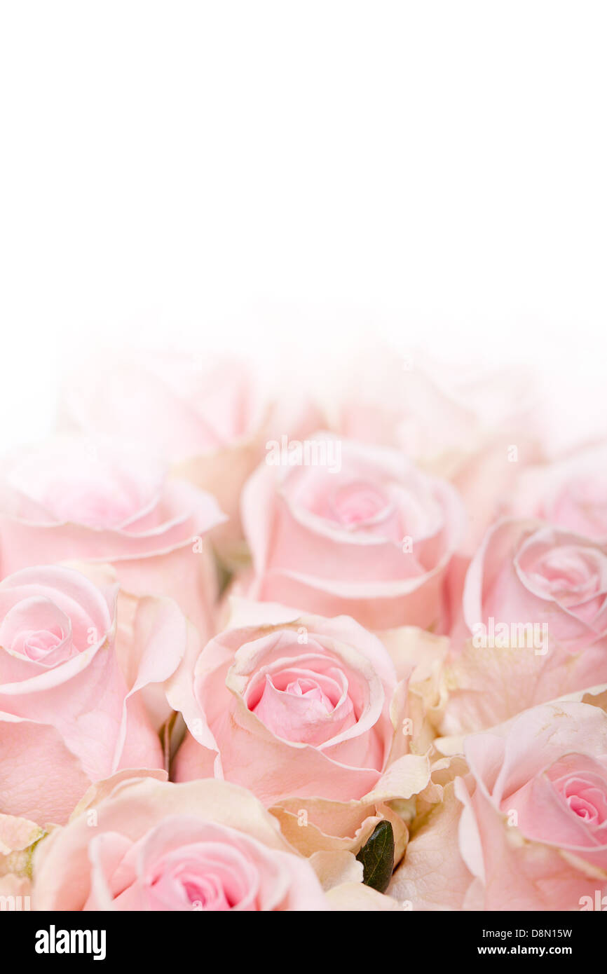Pink Roses with Dew Stock Photo - Alamy