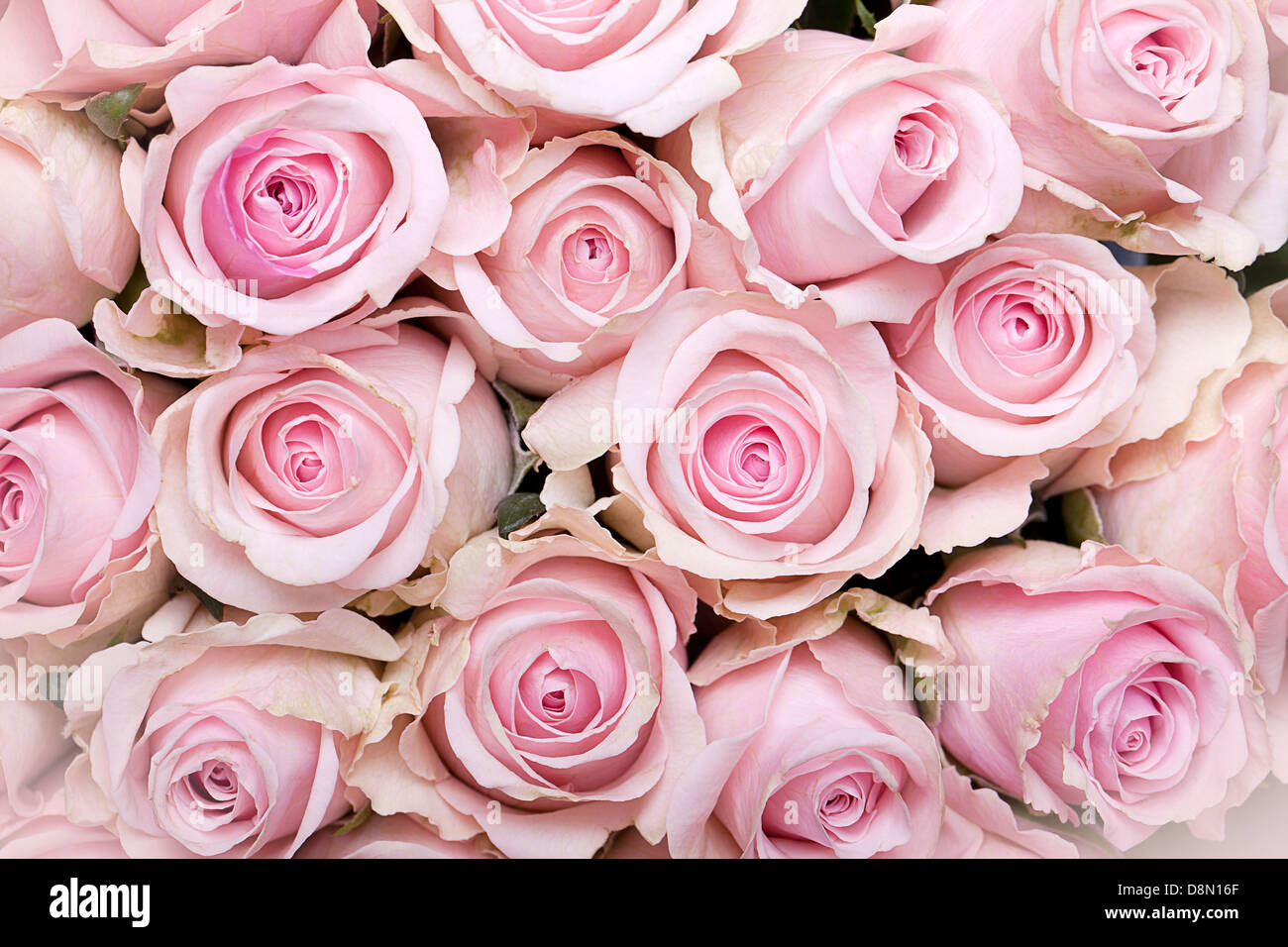 Pink Roses with Dew Stock Photo - Alamy