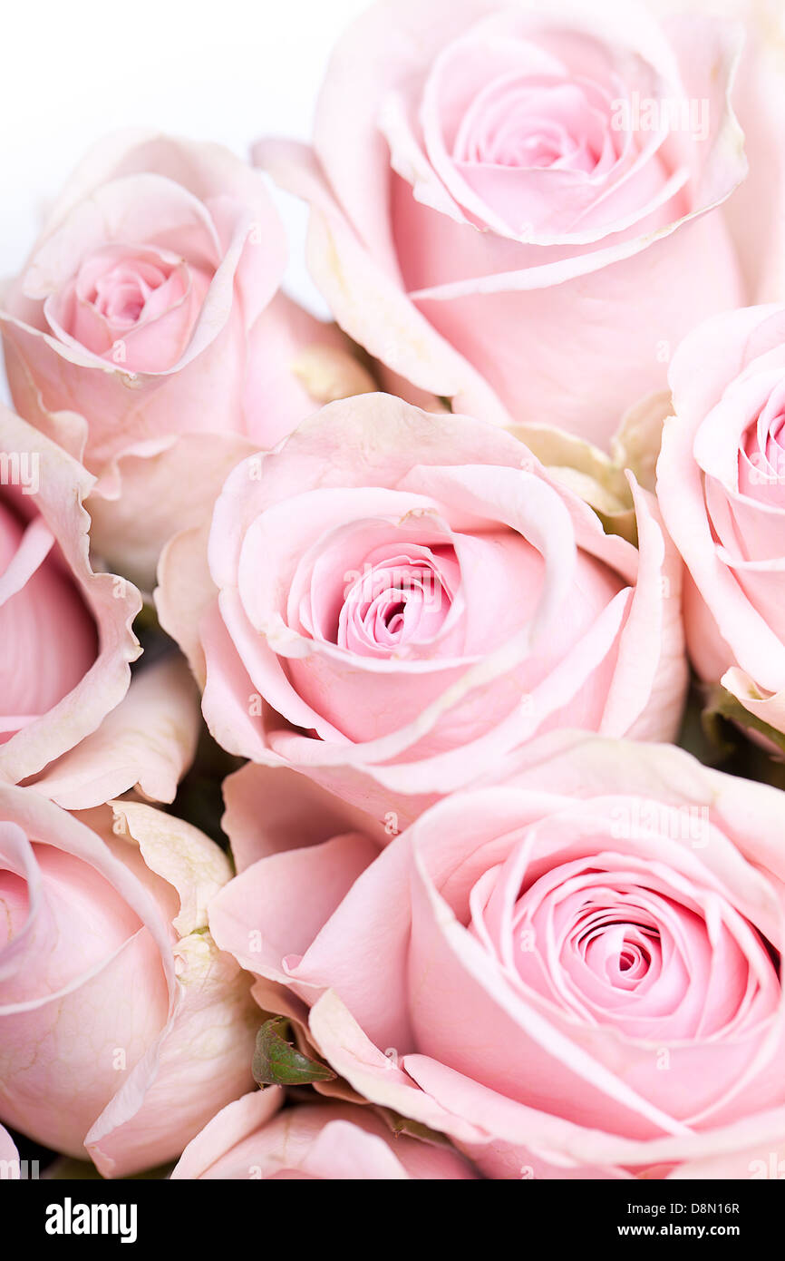 Pink Roses with Dew Stock Photo - Alamy