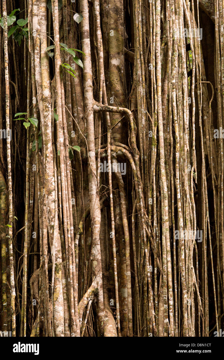 At the Curtain Fig Tree near Yungaburra, Atherton Tablelands, North Queensland, Australia Stock Photo