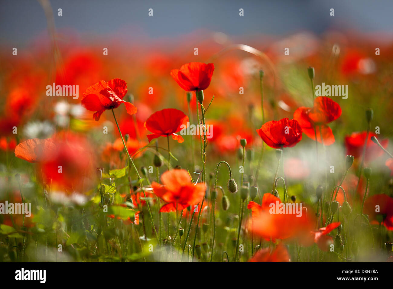 Red Poppy Flowers Stock Photo Alamy