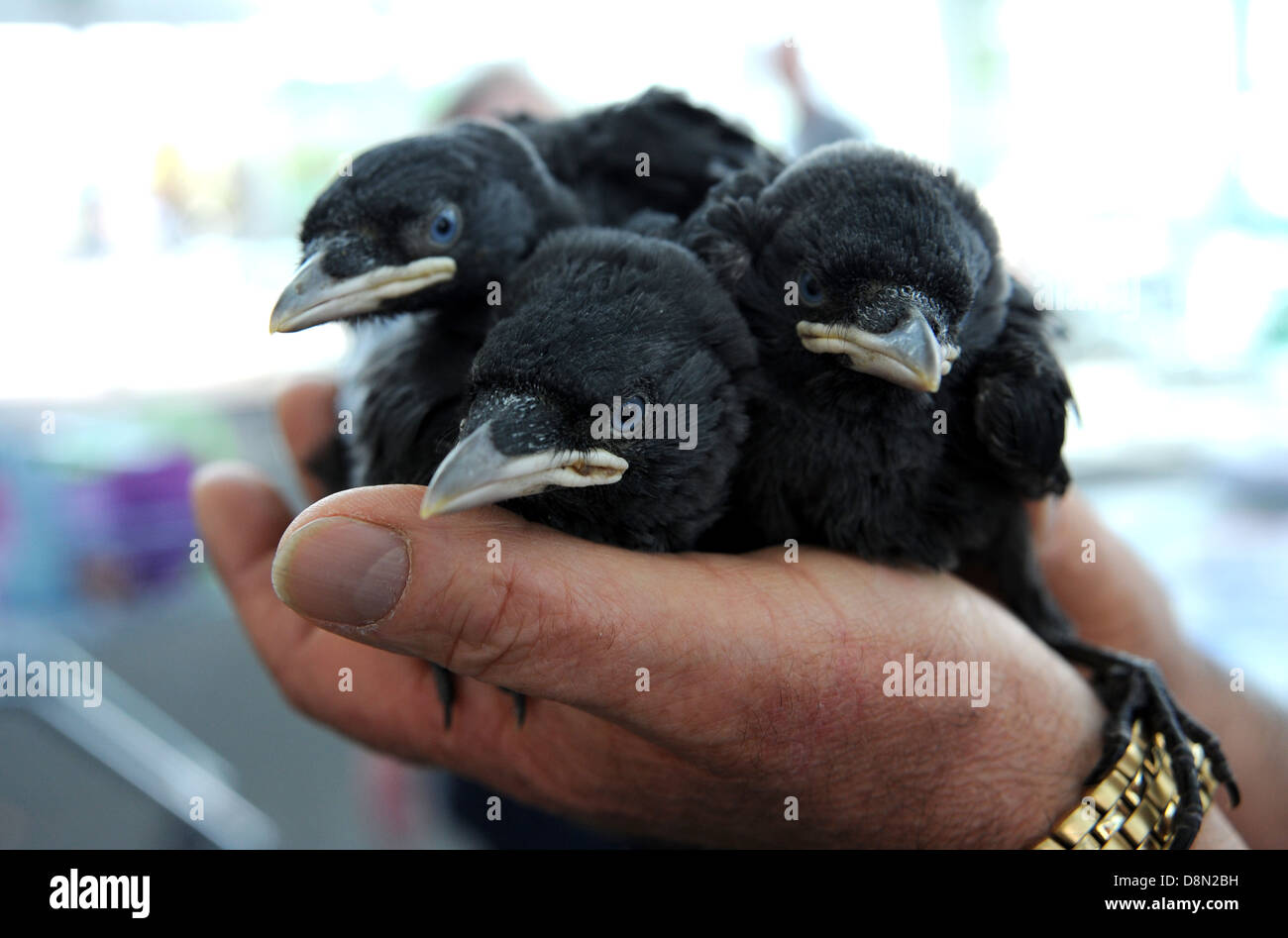 Young Jackdaw chicks in a hand scientific name Corvus monedula Stock Photo