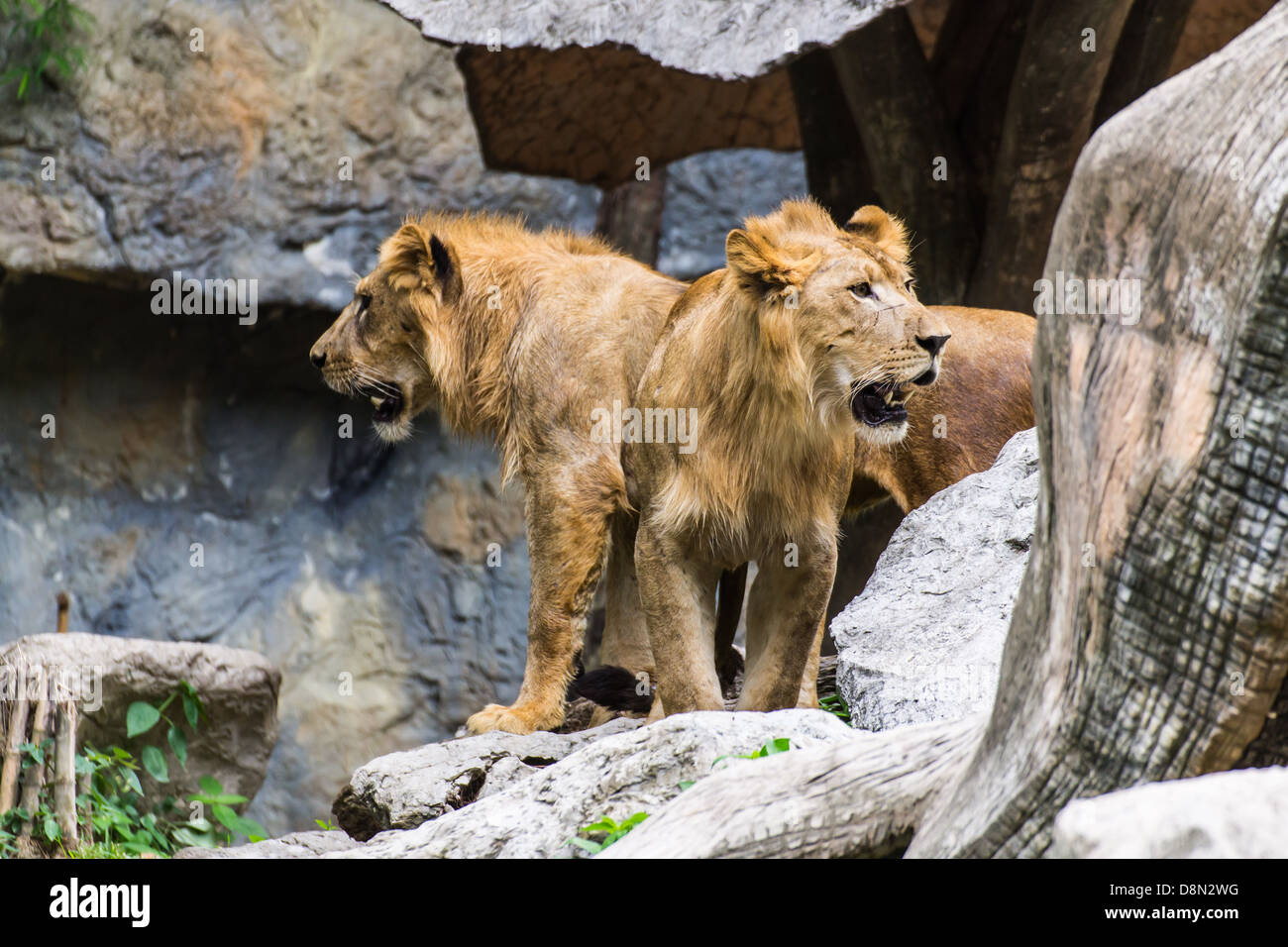 Two Lion in Chiangmai Zoo , Thailand Stock Photo