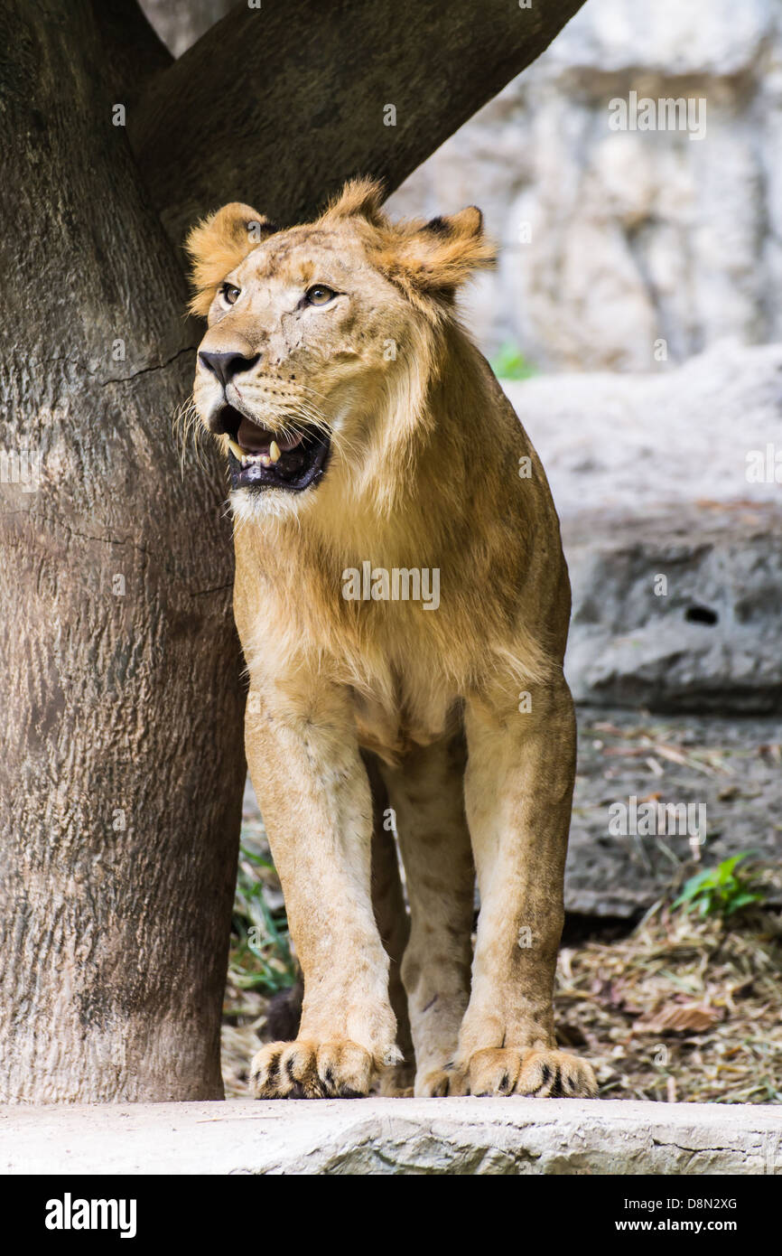 Lion in Chiangmai Zoo , Thailand Stock Photo