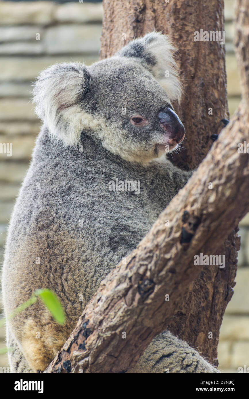 Koala in Tree, Chiangmai Zoo, zthailand Stock Photo