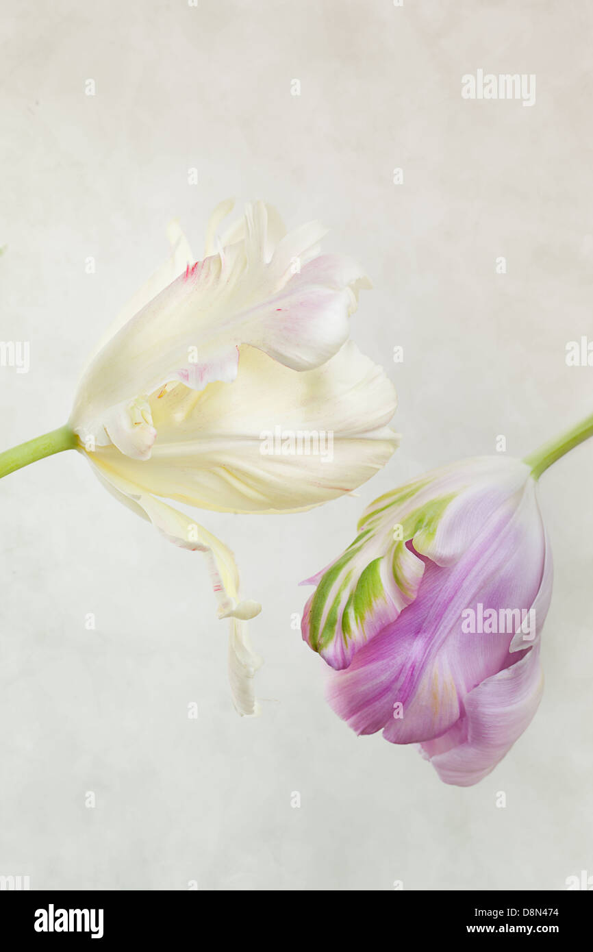 Pastel colored Tulips Stock Photo Alamy
