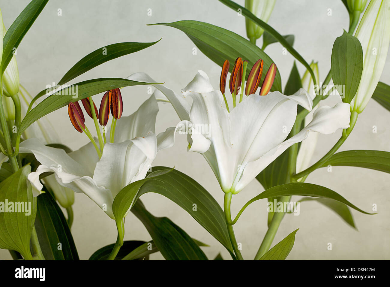 White Lilies Stock Photo